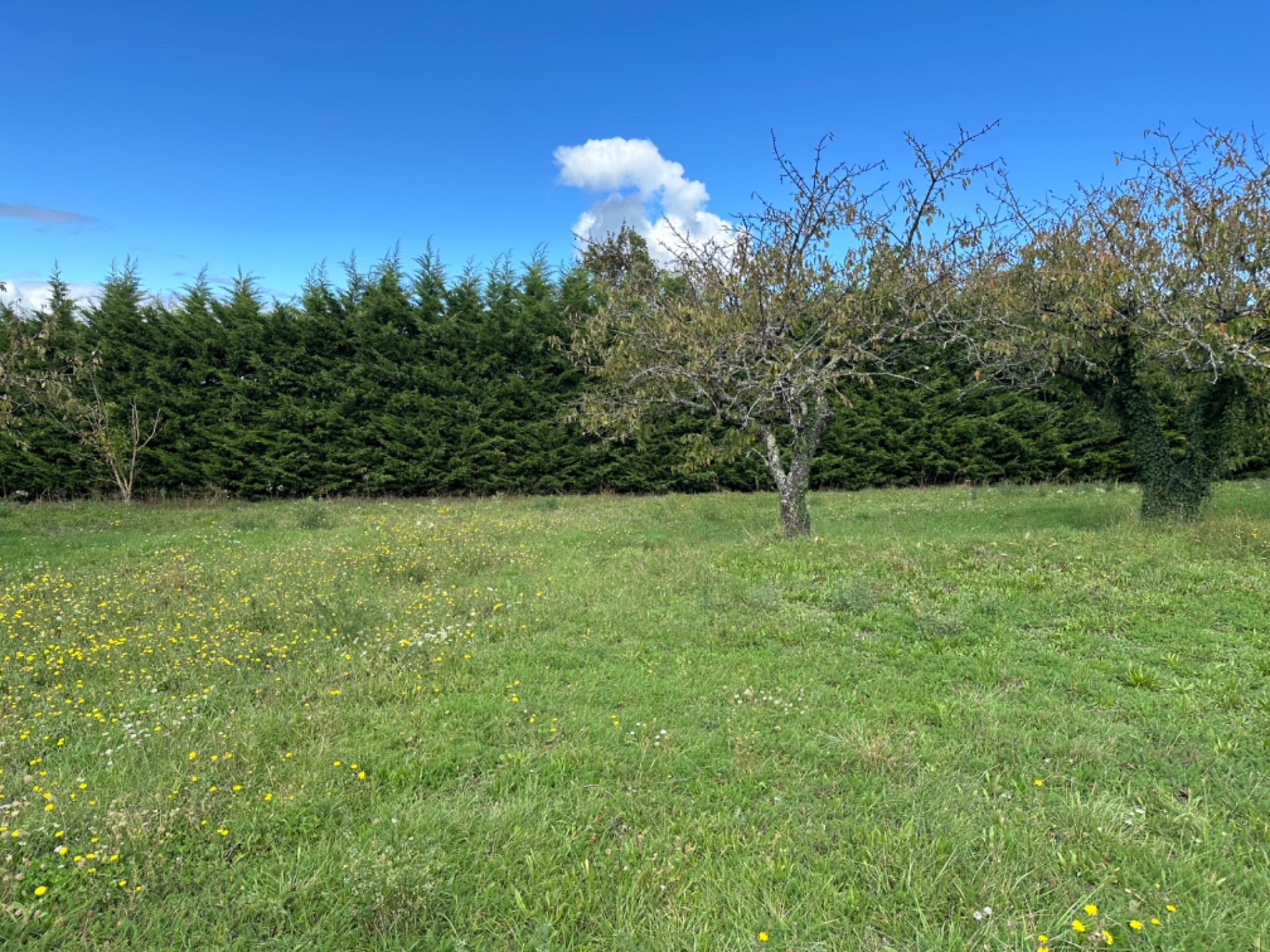 Terrain