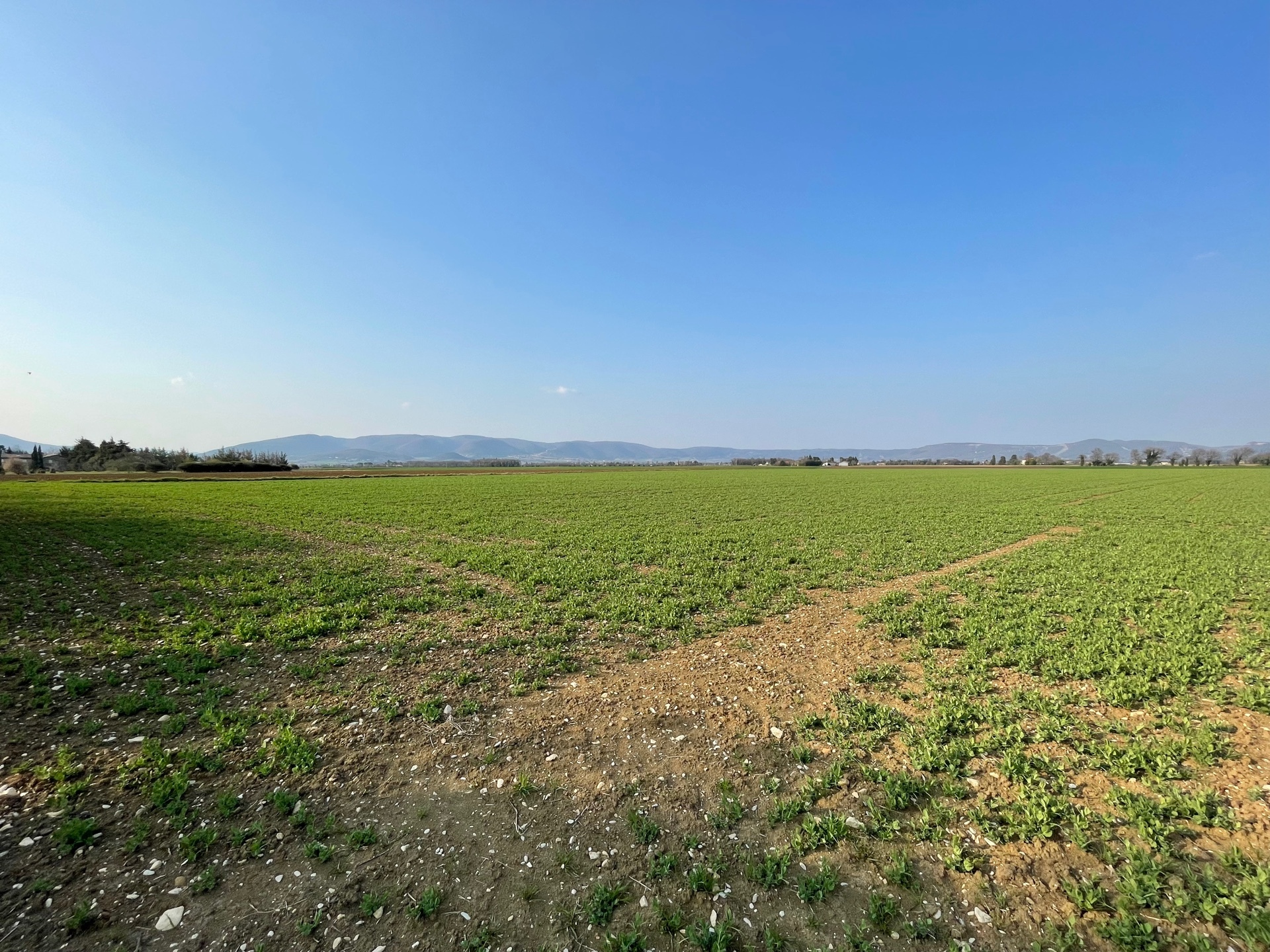 Terrain