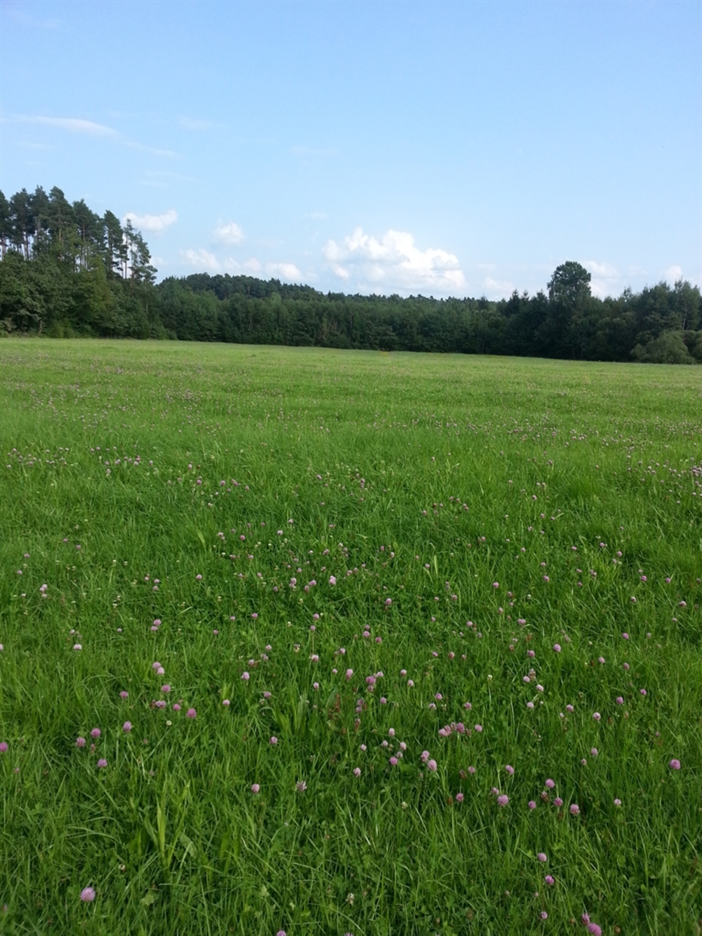 Terrain