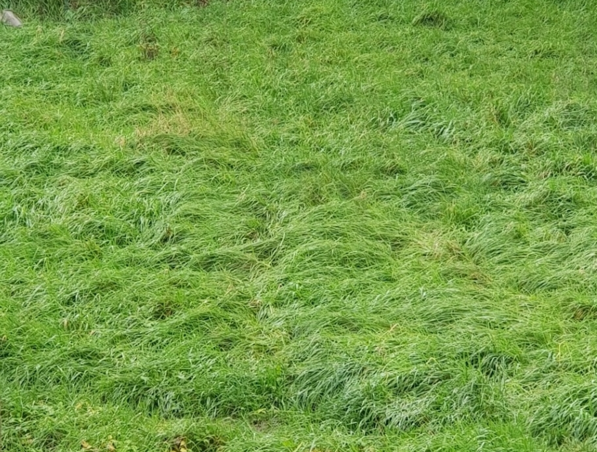Terrain