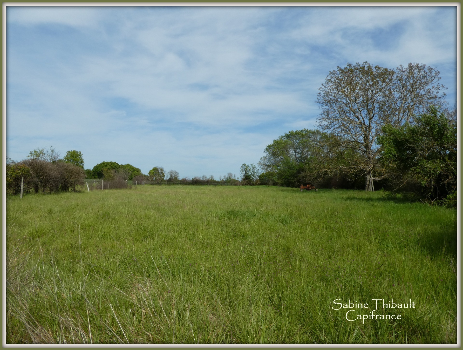 Terrain