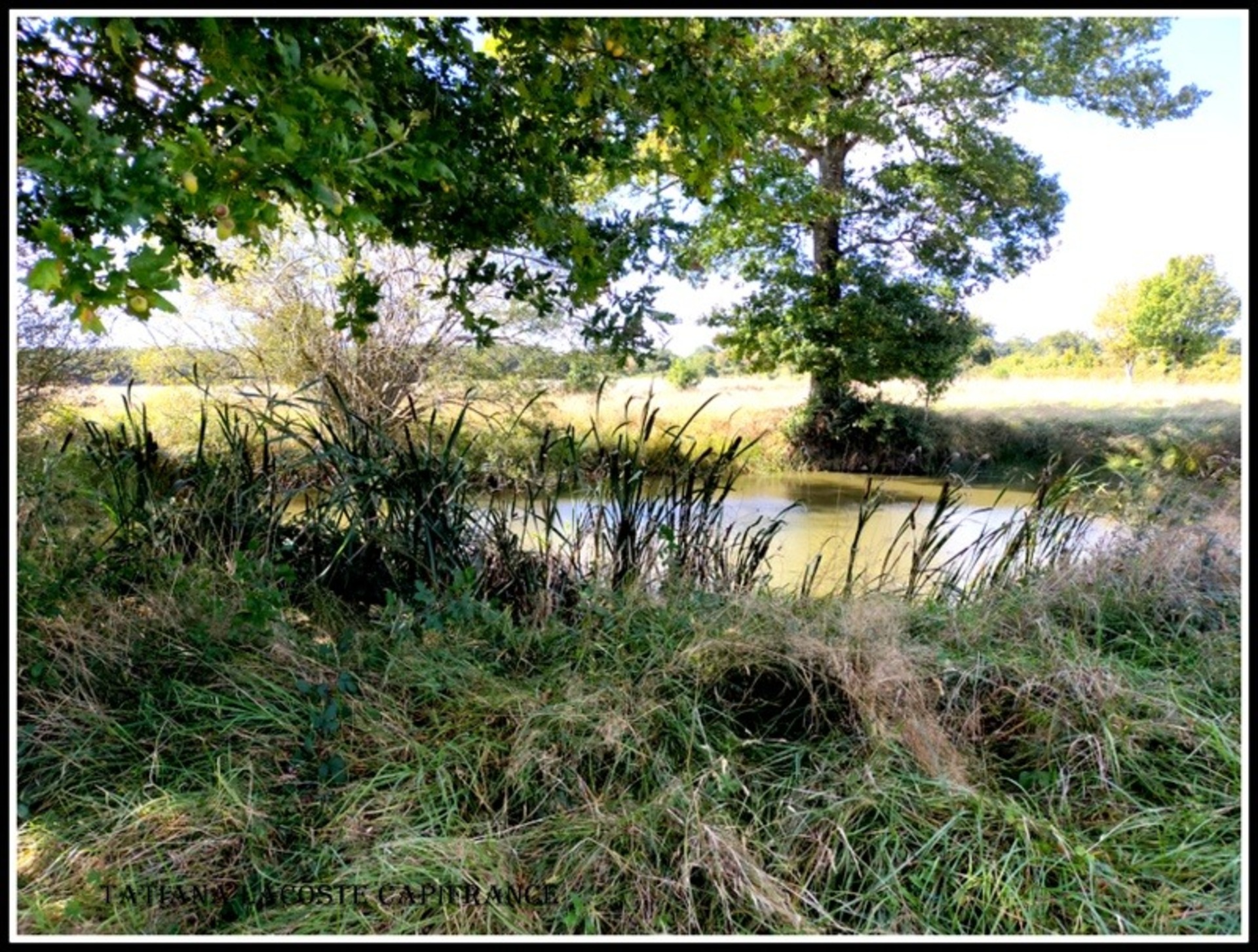 Terrain