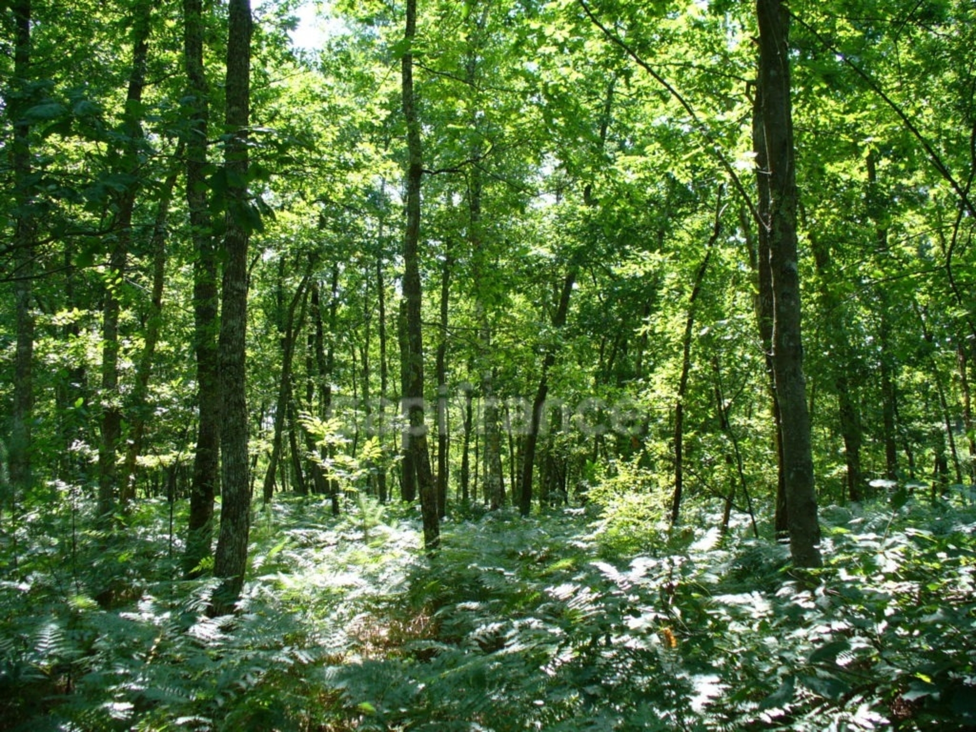 Terrain