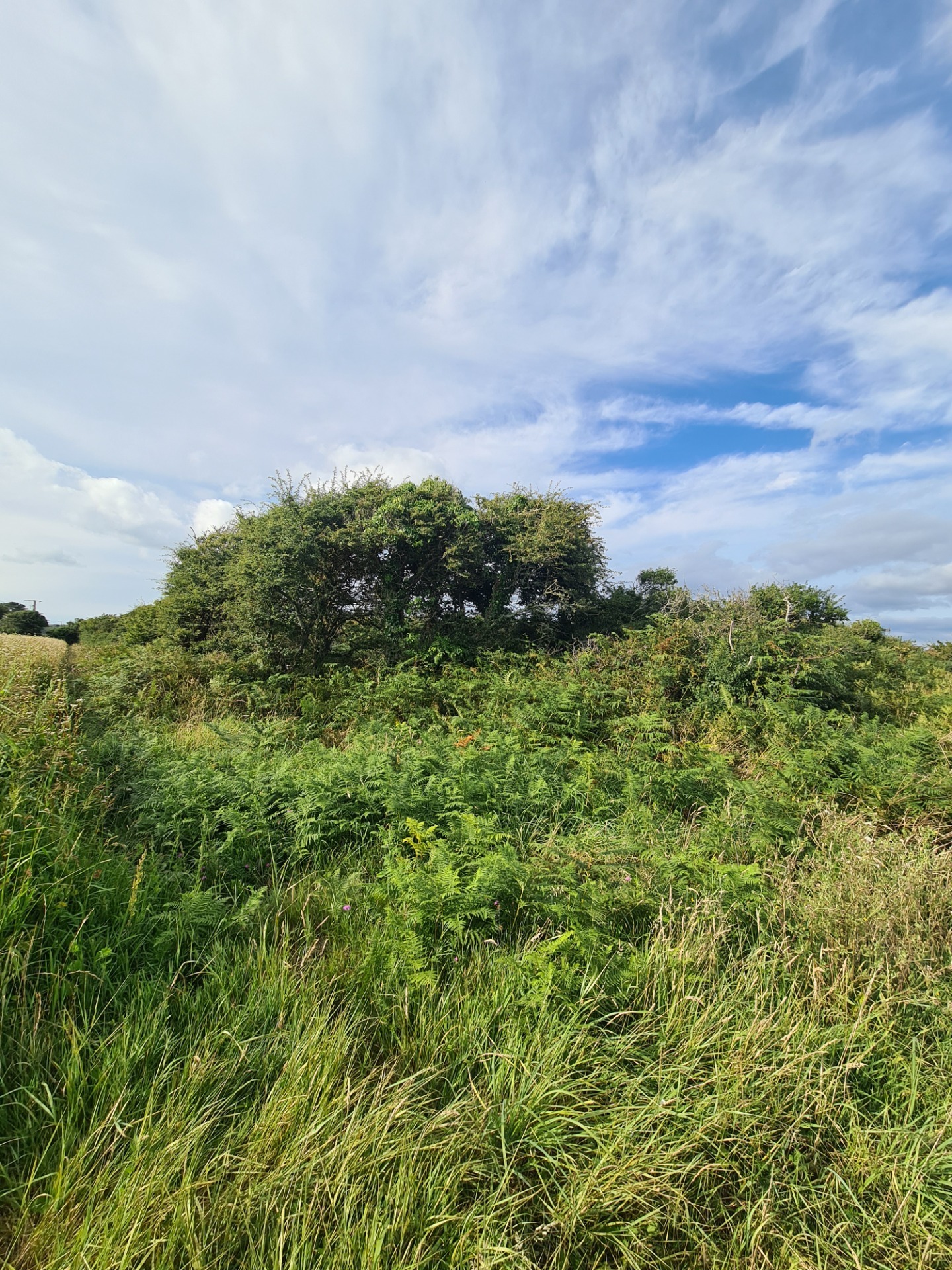 Terrain