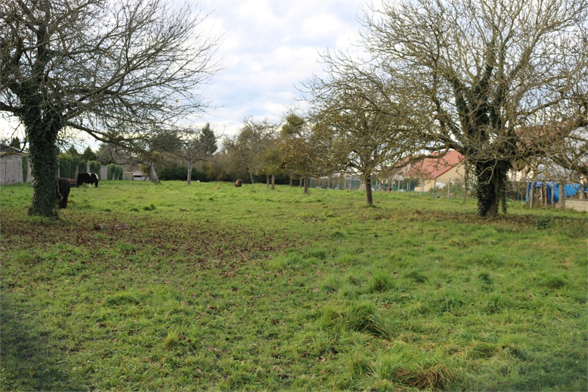 Terrain