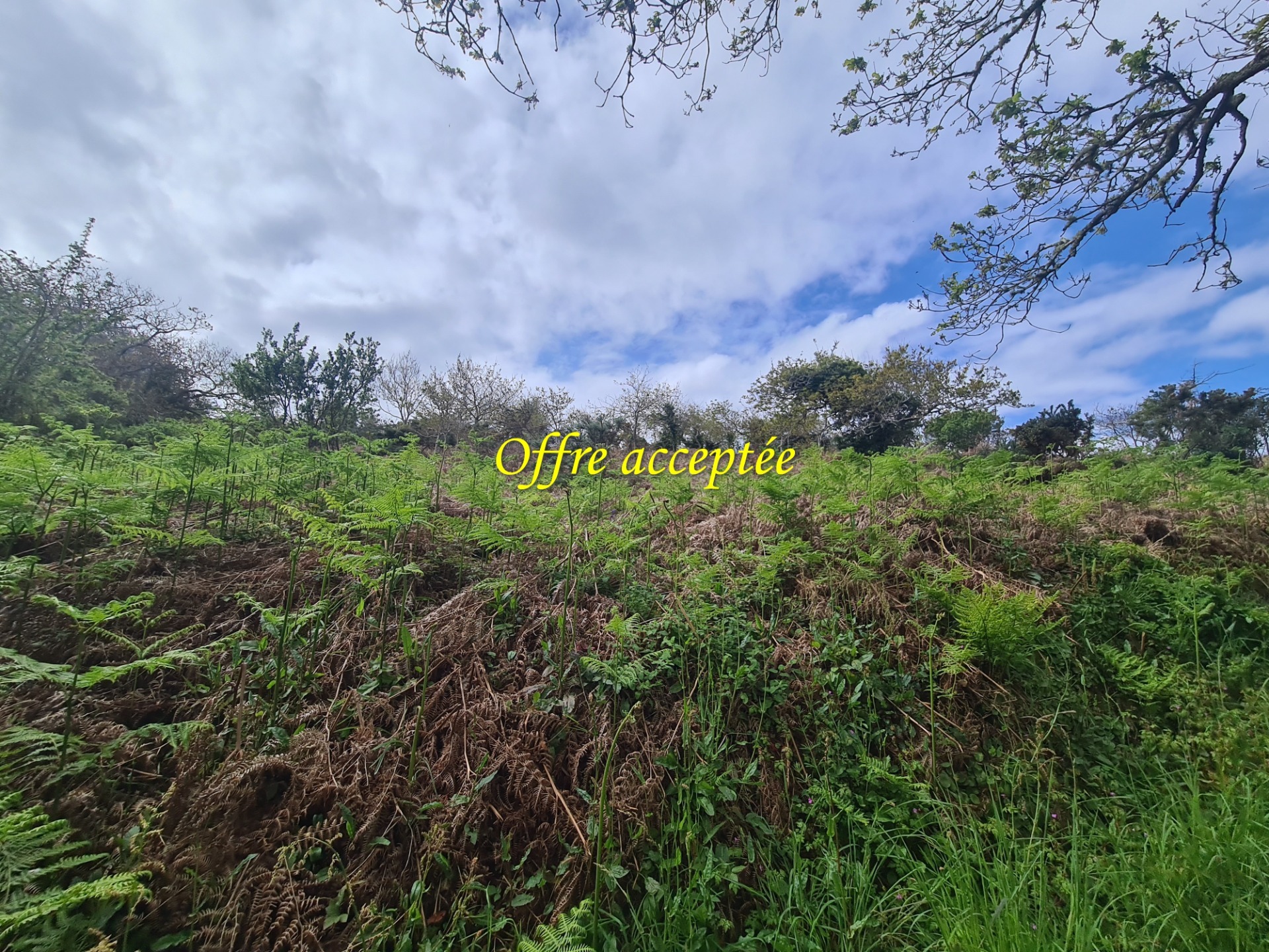 Terrain