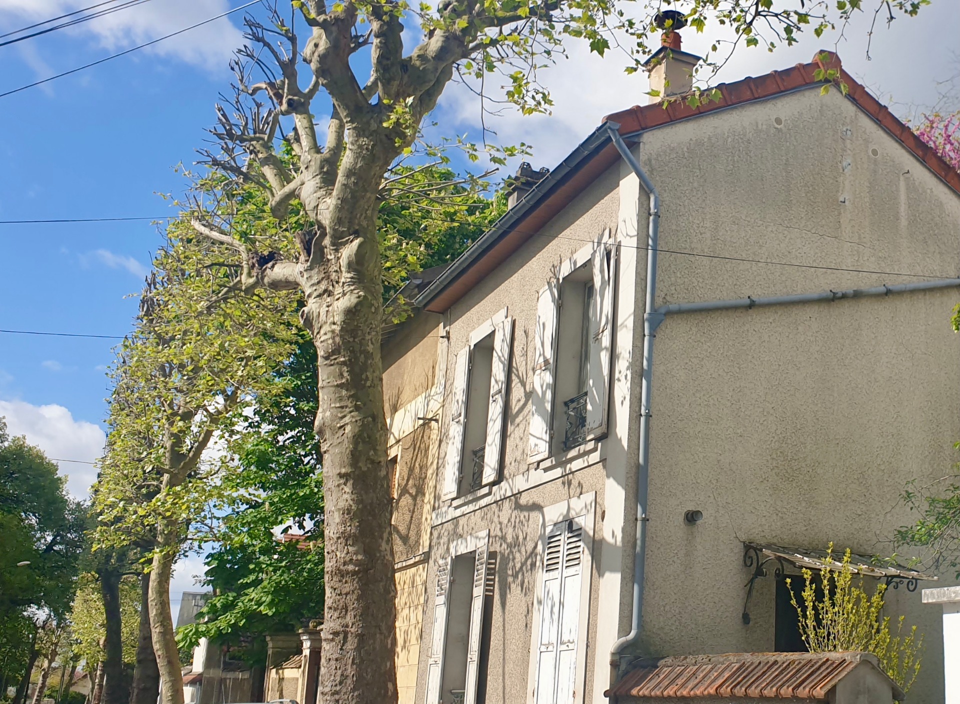 Maison