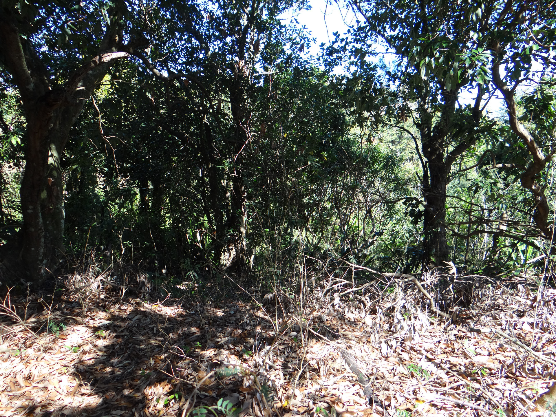 Terrain