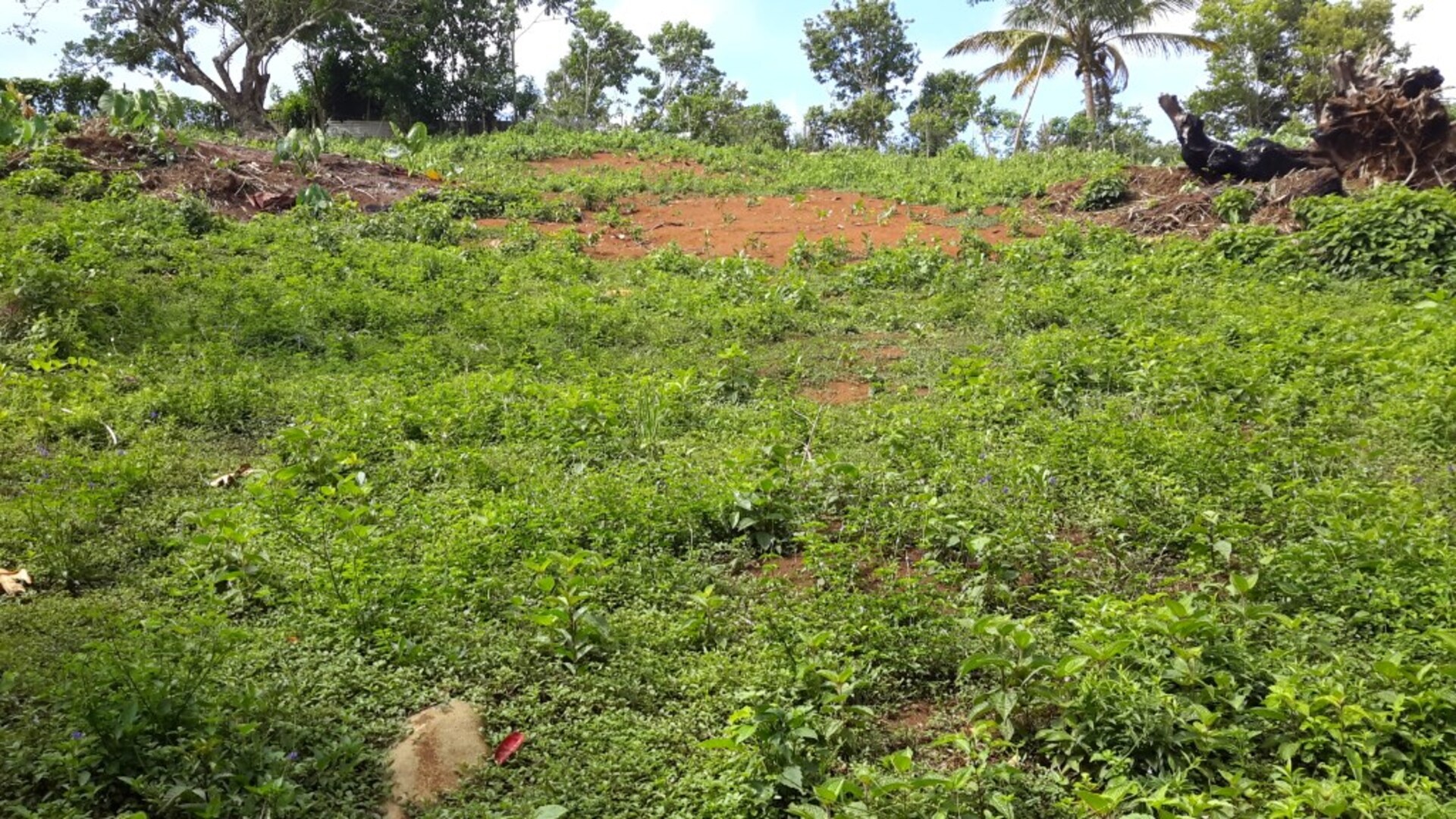 Terrain