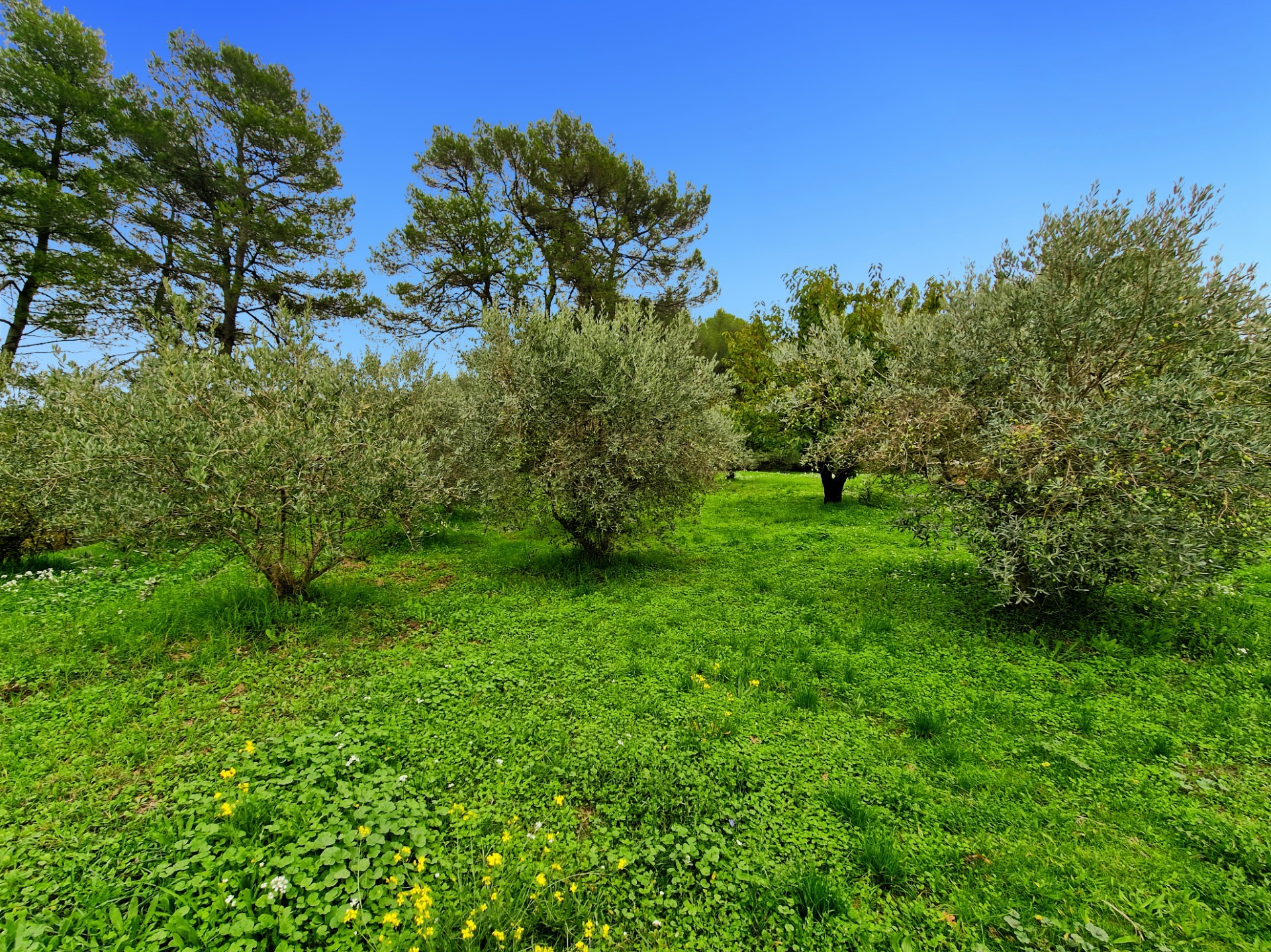 Terrain
