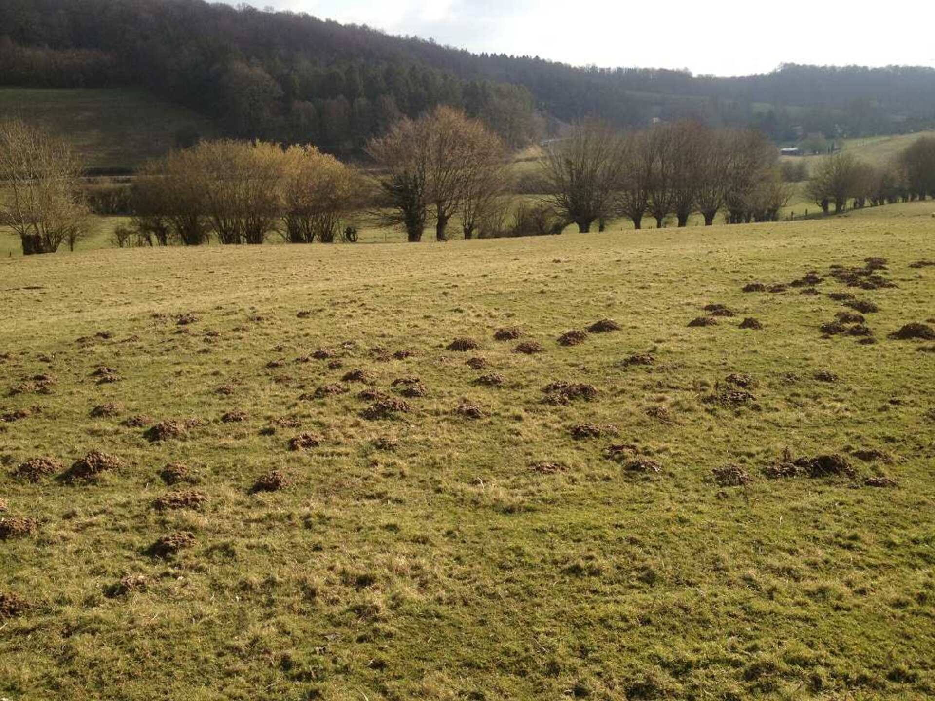 Terrain