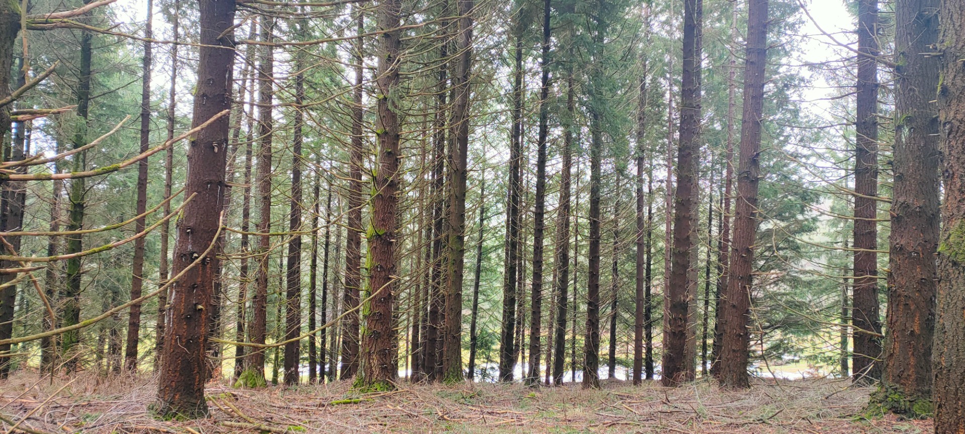 Terrain