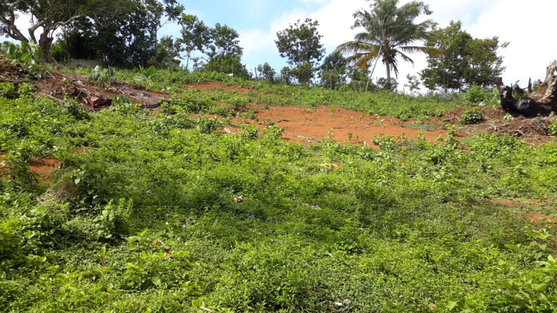 Terrain
