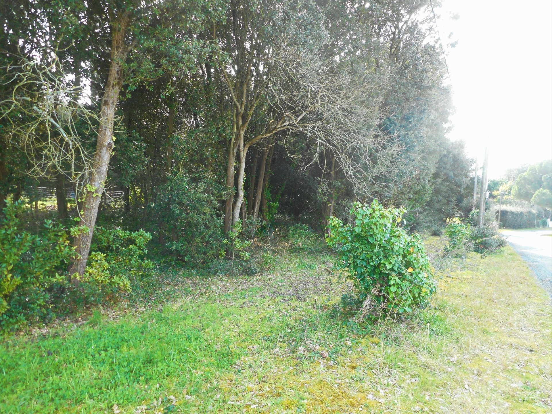 Terrain