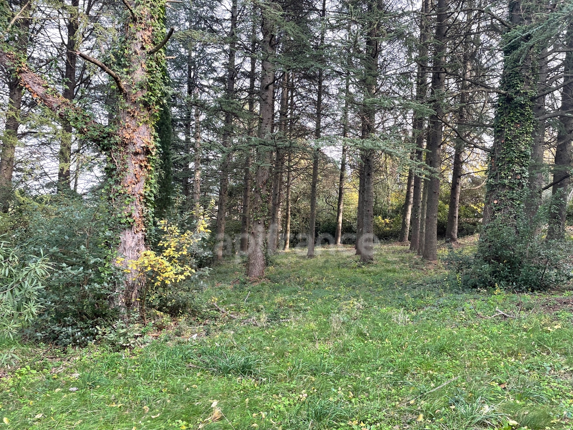 Terrain