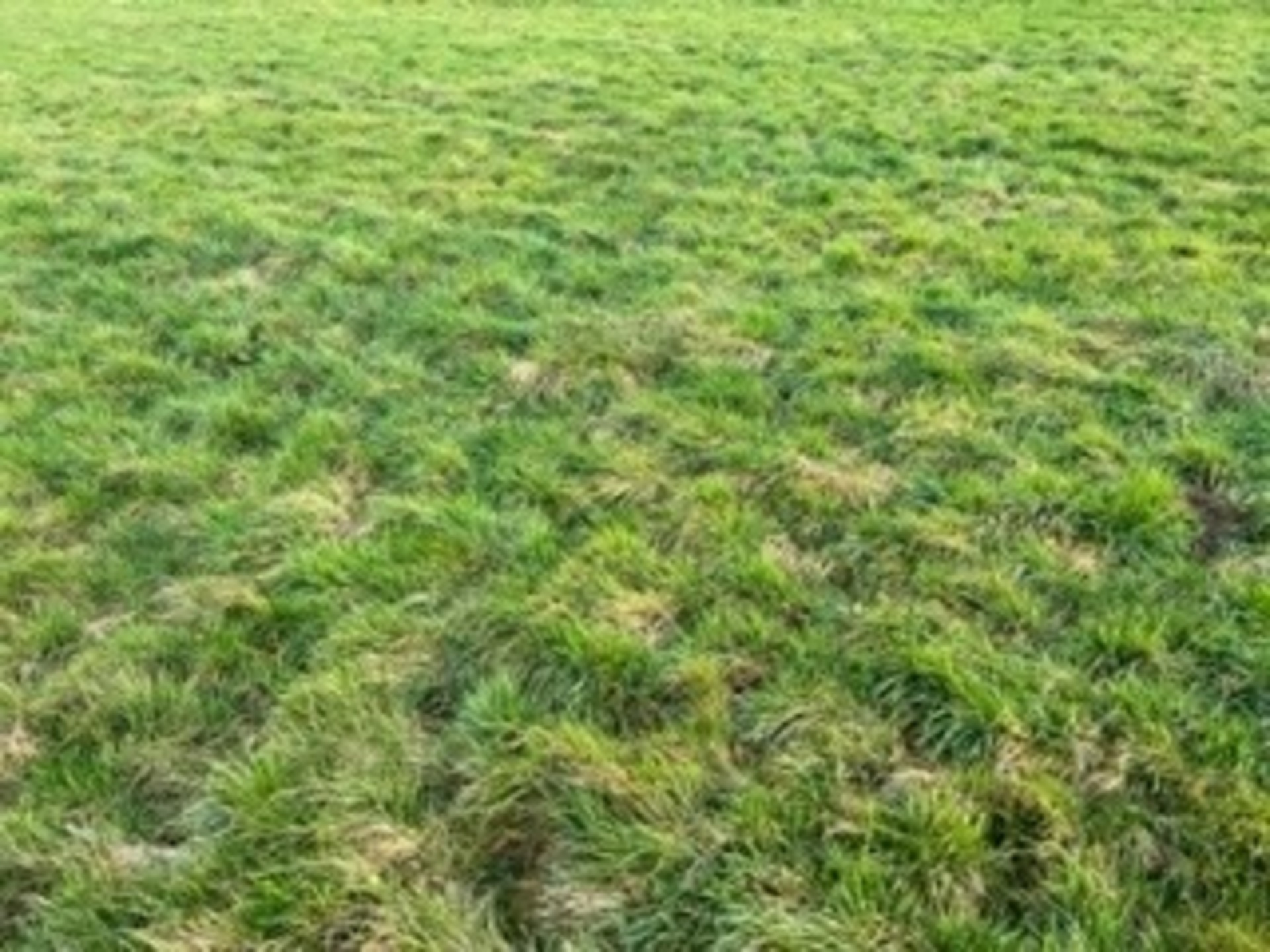 Terrain