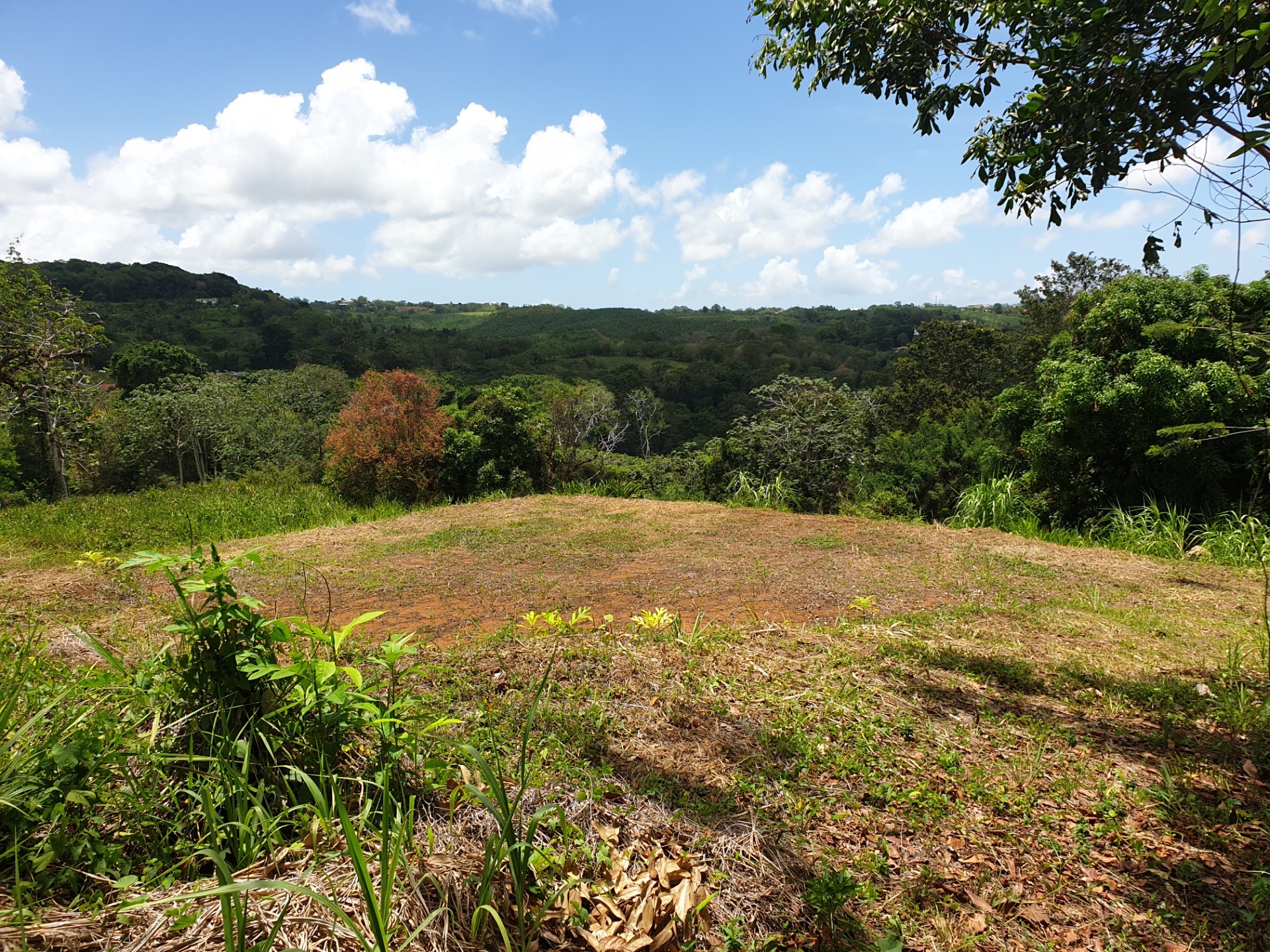 Terrain