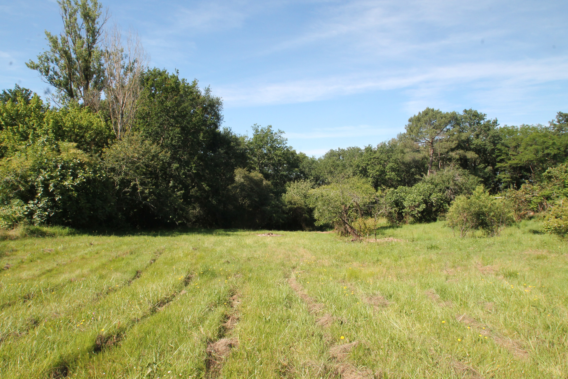 Terrain