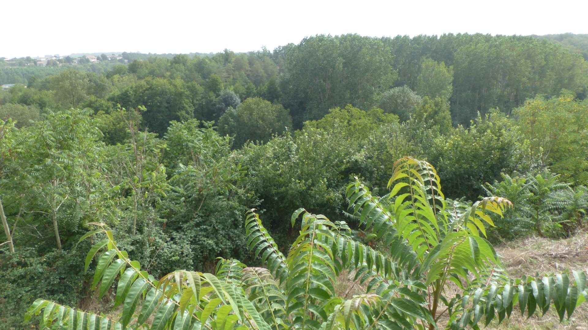 Terrain