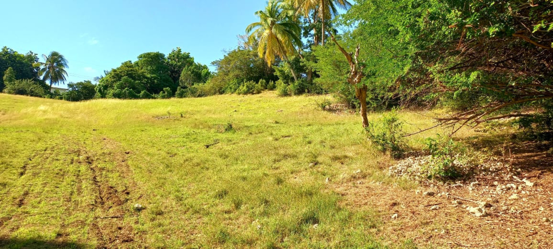 Terrain