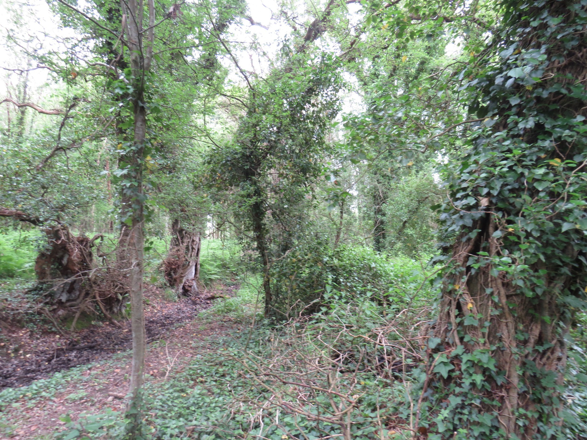 Terrain