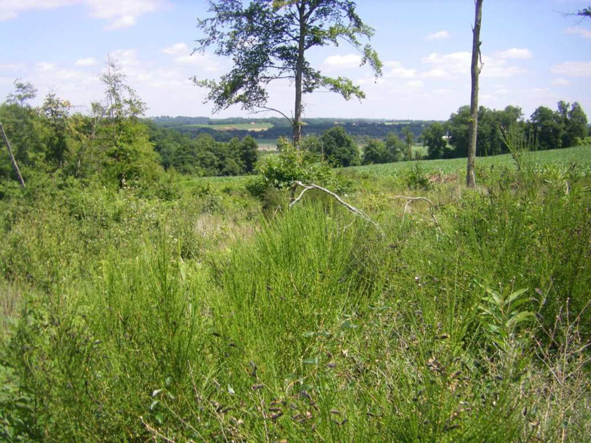 Terrain