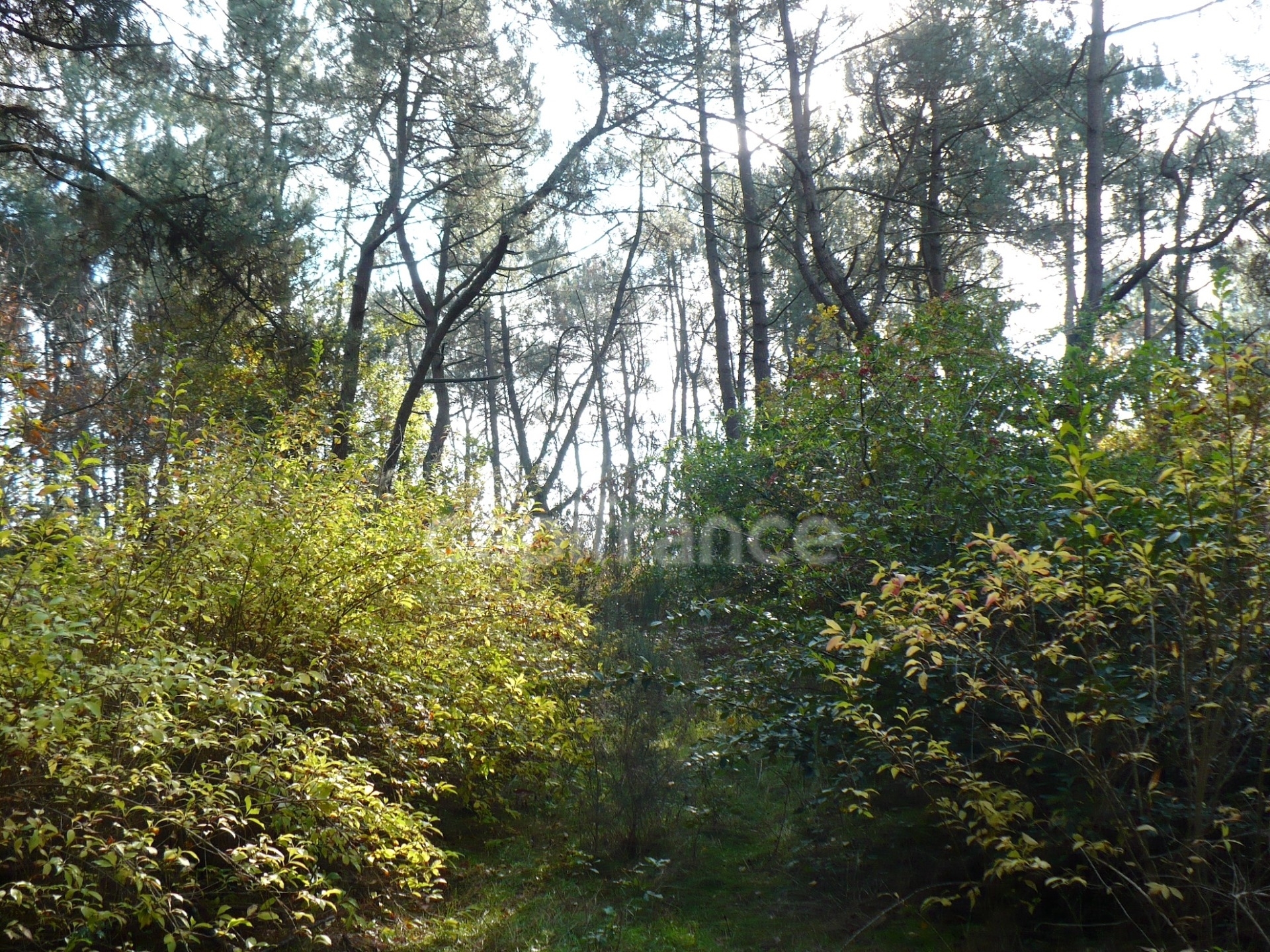 Terrain