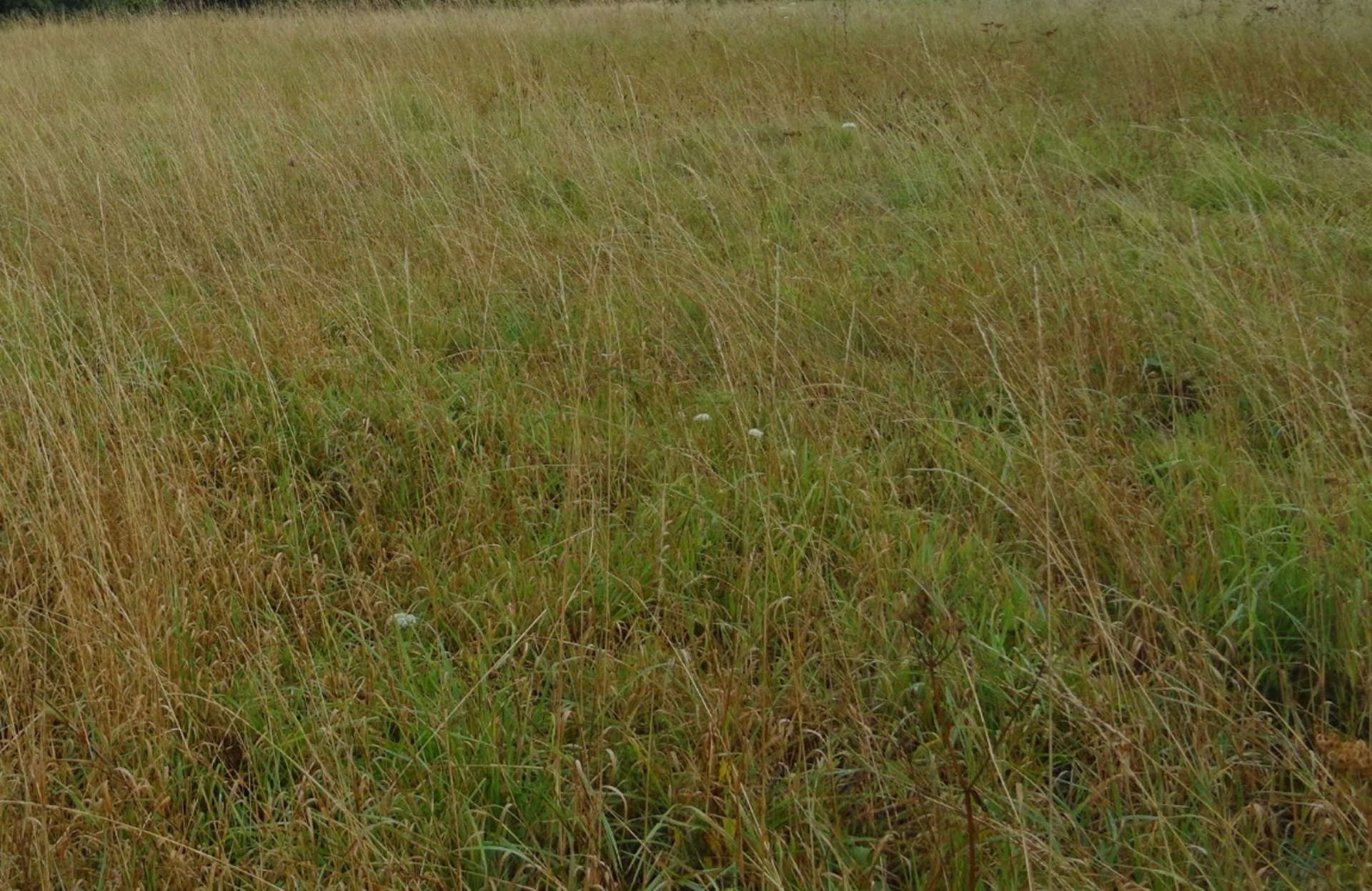 Terrain