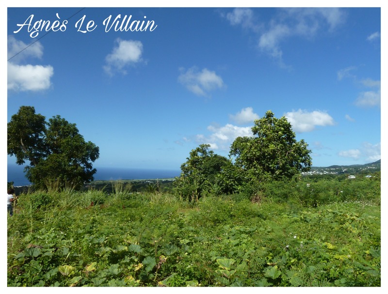 Terrain