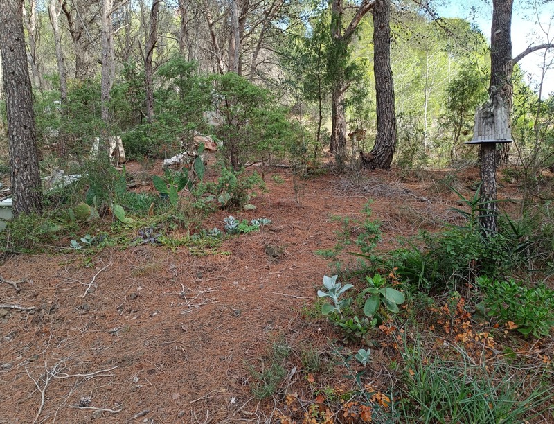 Terrain