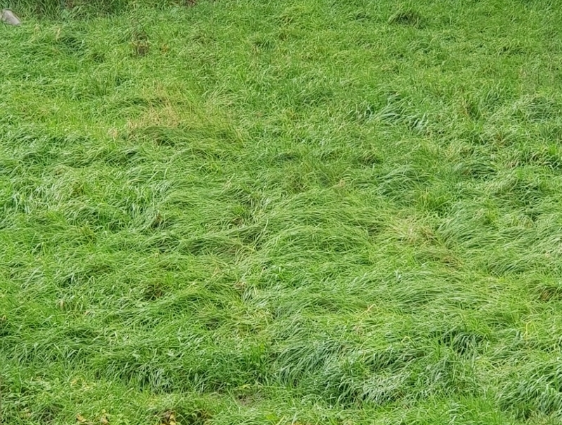 Terrain