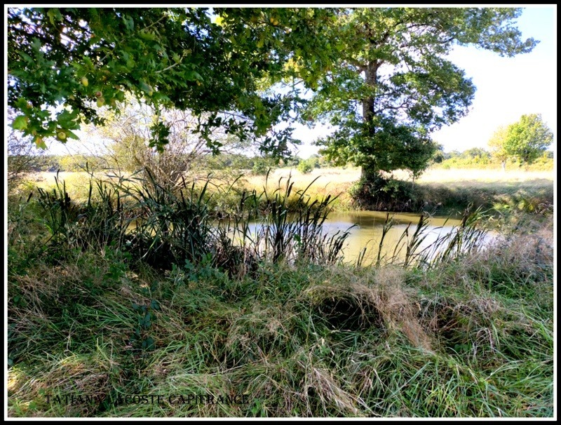 Terrain