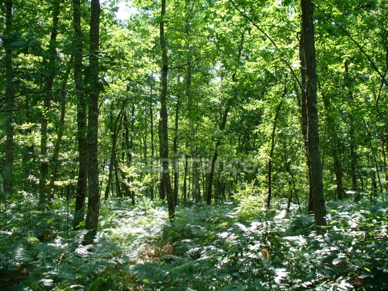 Terrain