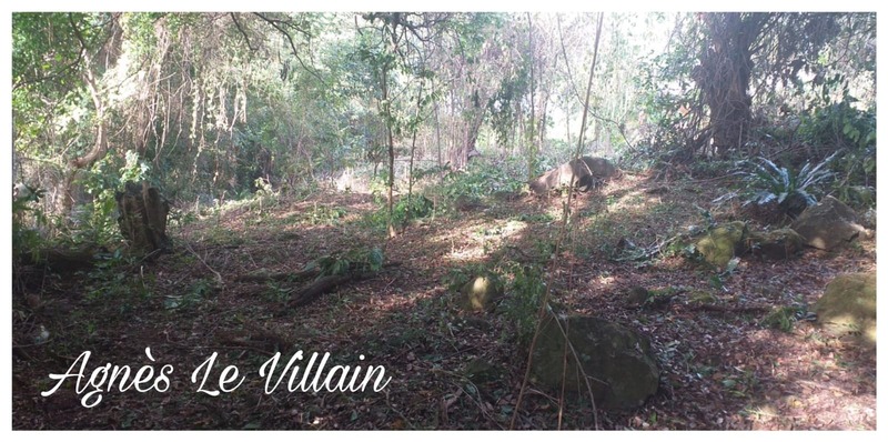 Terrain