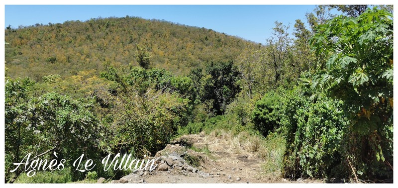 Terrain