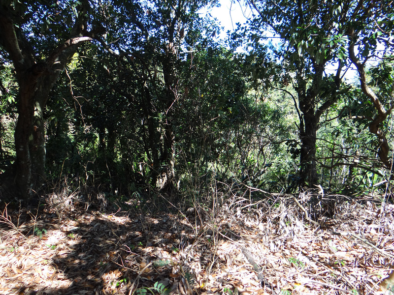 Terrain