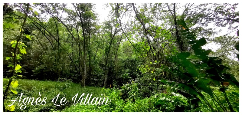 Terrain
