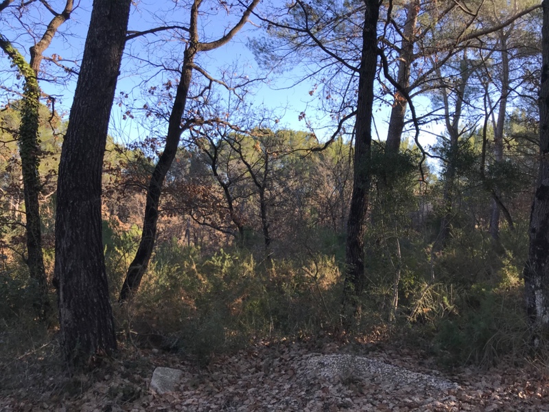 Terrain
