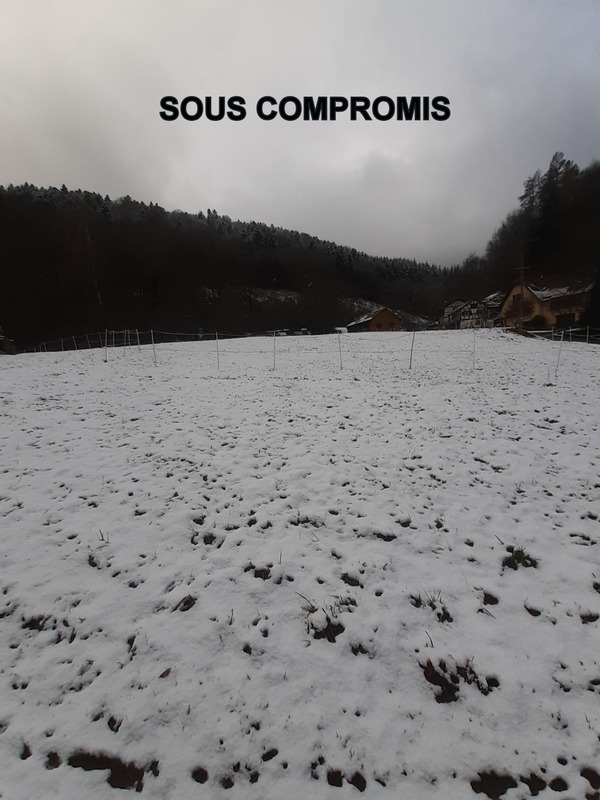 Terrain