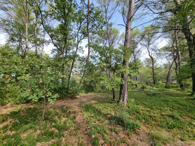 Terrain