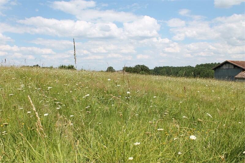 Terrain