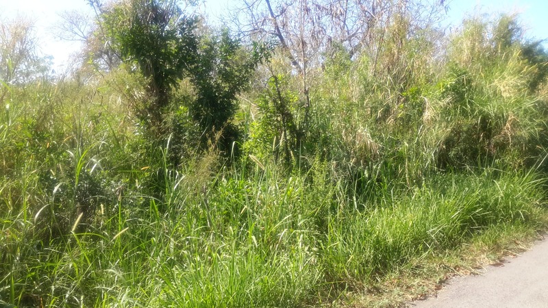 Terrain