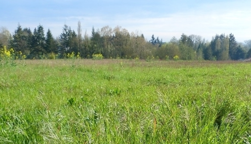 Terrain
