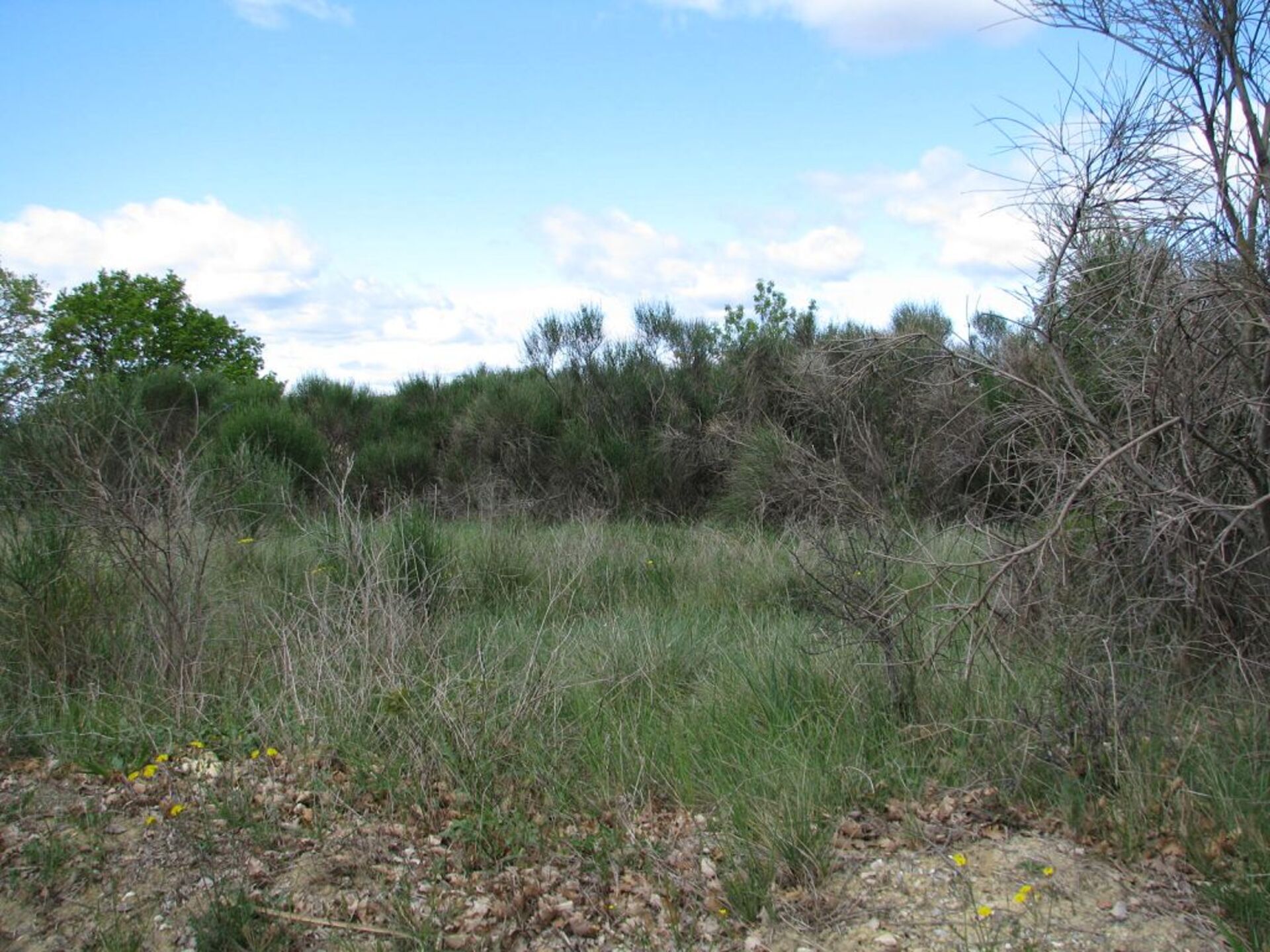 Terrain