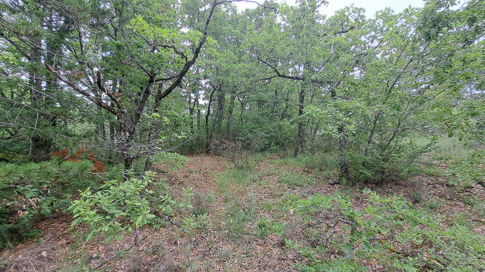 Terrain