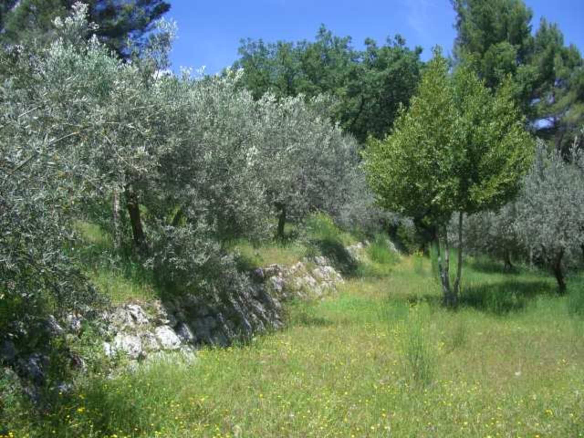 Terrain