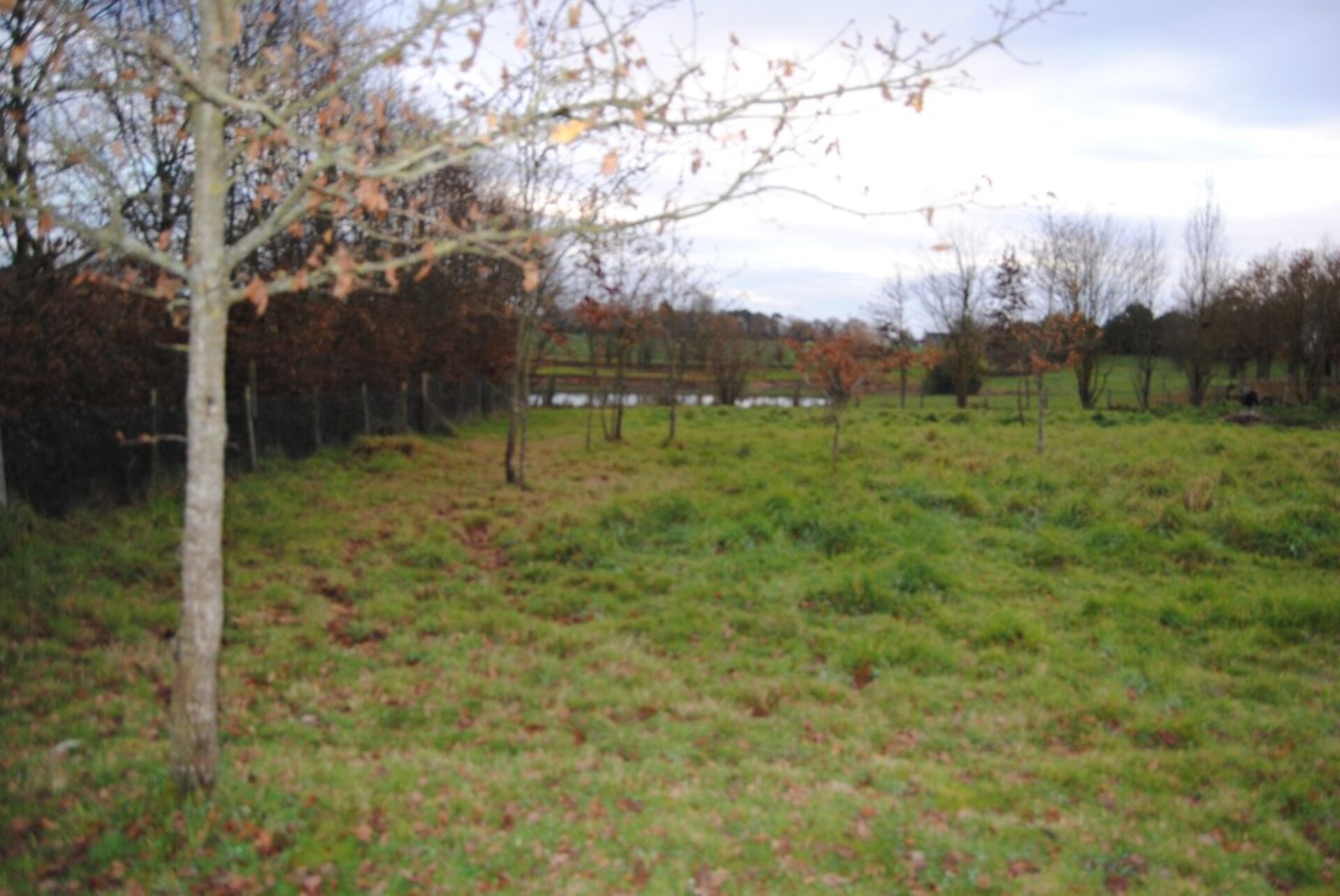 Terrain