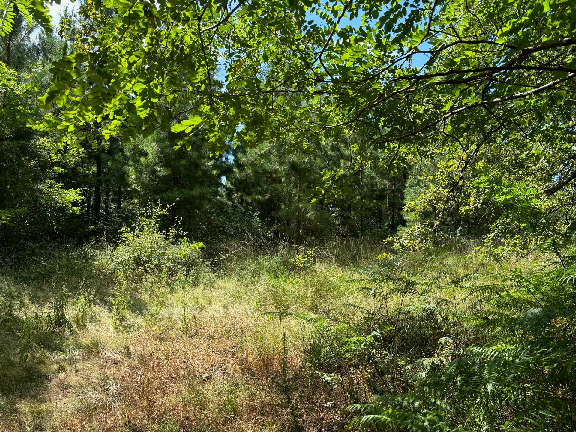 Terrain