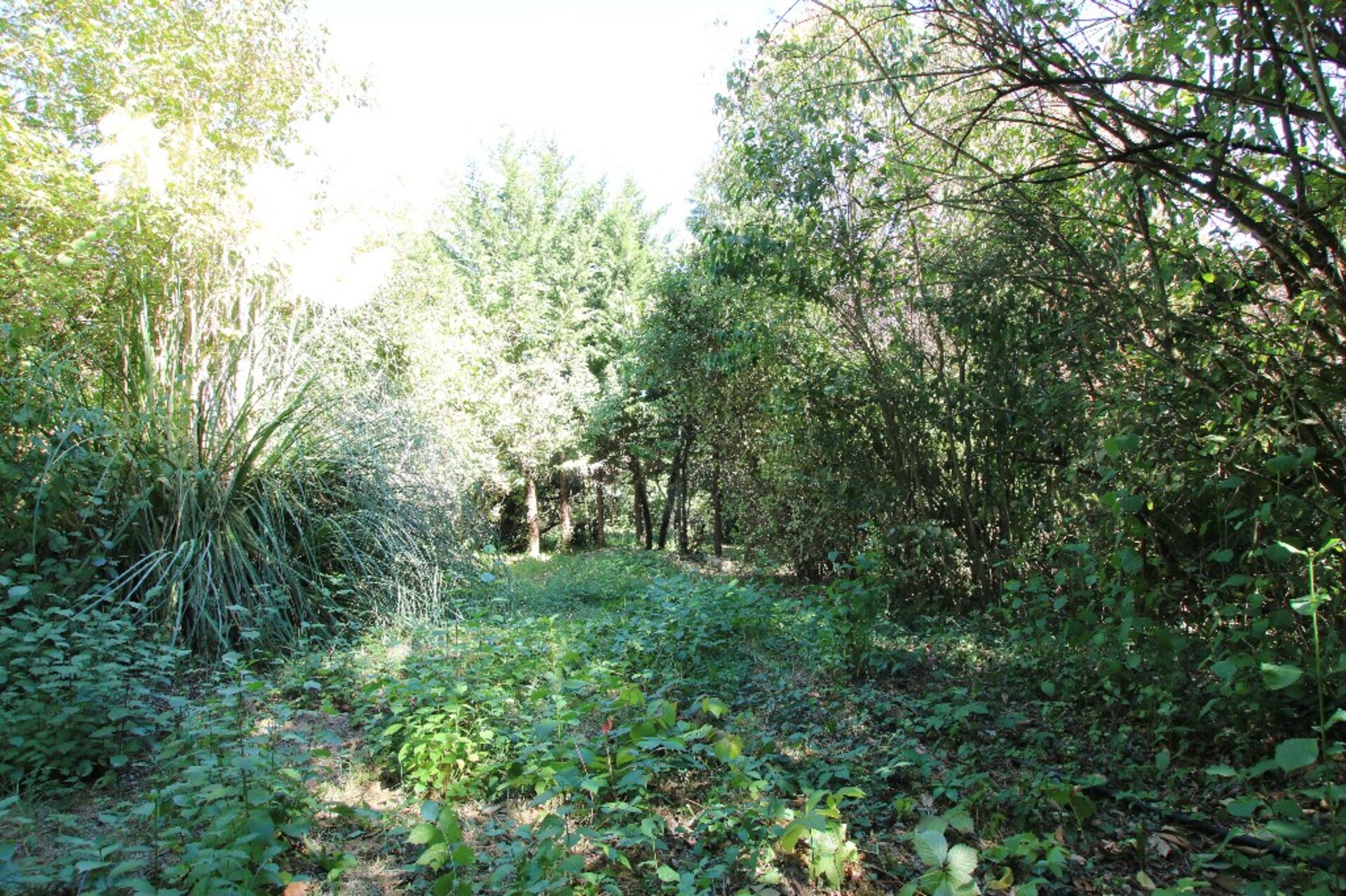 Terrain