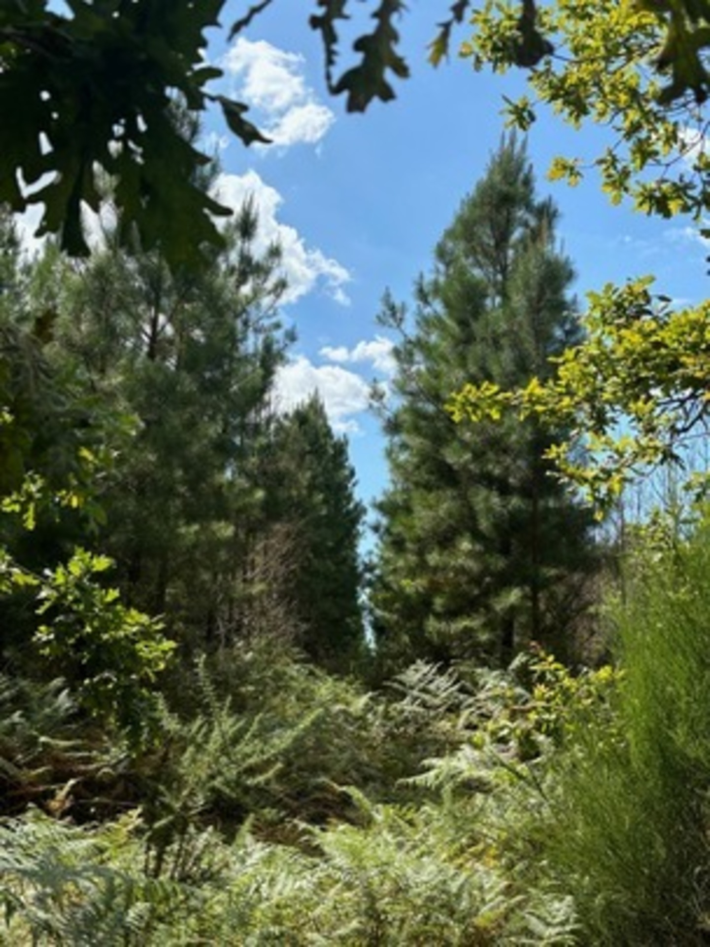 Terrain